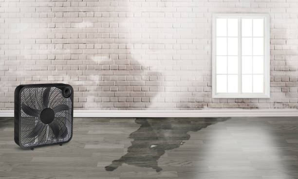 Best Water damage restoration services  in Freeport, TX